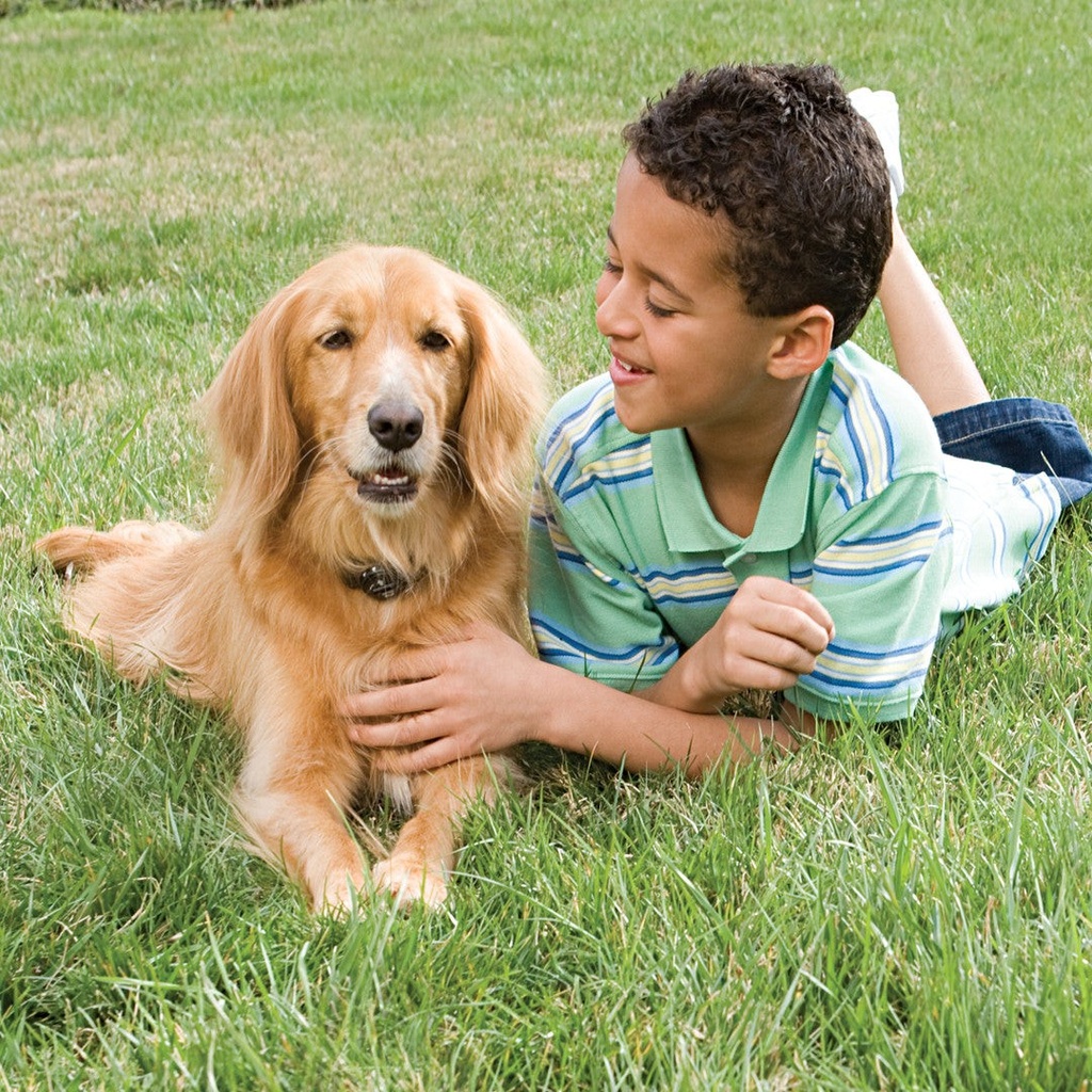 PetSafe In-Ground Radio Fence System (Standard) 2